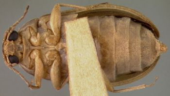Media type: image;   Entomology 21786 Aspect: habitus ventral view